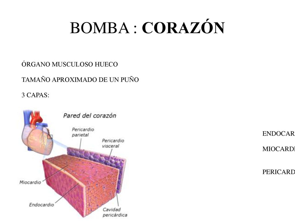 BOMBA : CORAZÓN ÓRGANO MUSCULOSO HUECO TAMAÑO APROXIMADO DE UN PUÑO