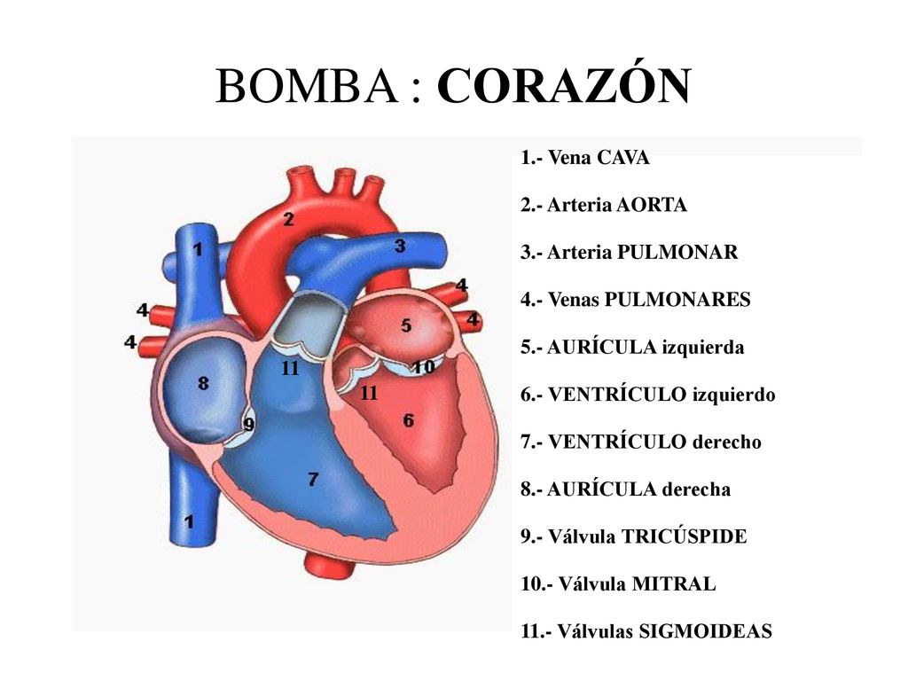 BOMBA : CORAZÓN 1.- Vena CAVA 2.- Arteria AORTA 3.- Arteria PULMONAR