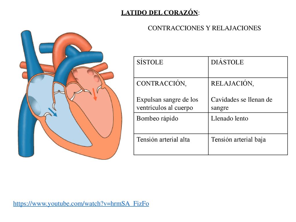 LATIDO DEL CORAZÓN: CONTRACCIONES Y RELAJACIONES RÍTMICAS. SÍSTOLE. DIÁSTOLE. CONTRACCIÓN, Expulsan sangre de los ventrículos al cuerpo.