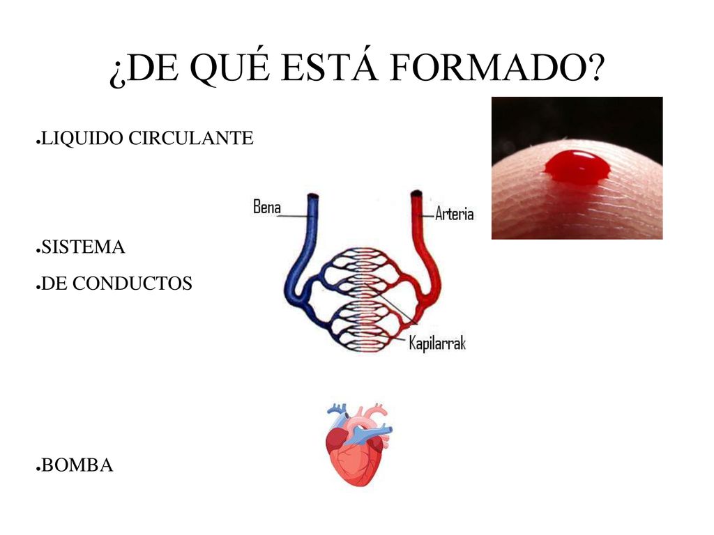 ¿DE QUÉ ESTÁ FORMADO LIQUIDO CIRCULANTE SISTEMA DE CONDUCTOS BOMBA