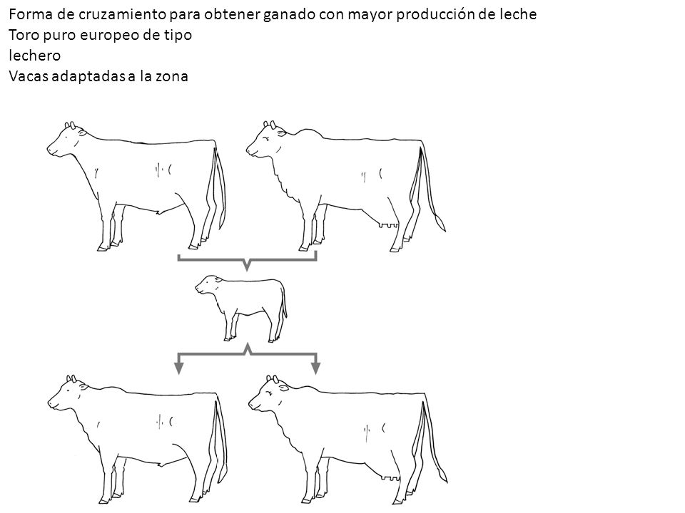 Forma de cruzamiento para obtener ganado con mayor producción de leche