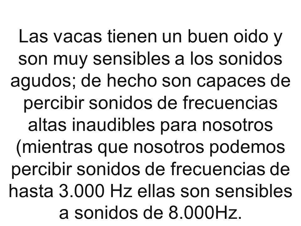 Las vacas tienen un buen oido y son muy sensibles a los sonidos agudos; de hecho son capaces de percibir sonidos de frecuencias altas inaudibles para nosotros (mientras que nosotros podemos percibir sonidos de frecuencias de hasta Hz ellas son sensibles a sonidos de 8.000Hz.