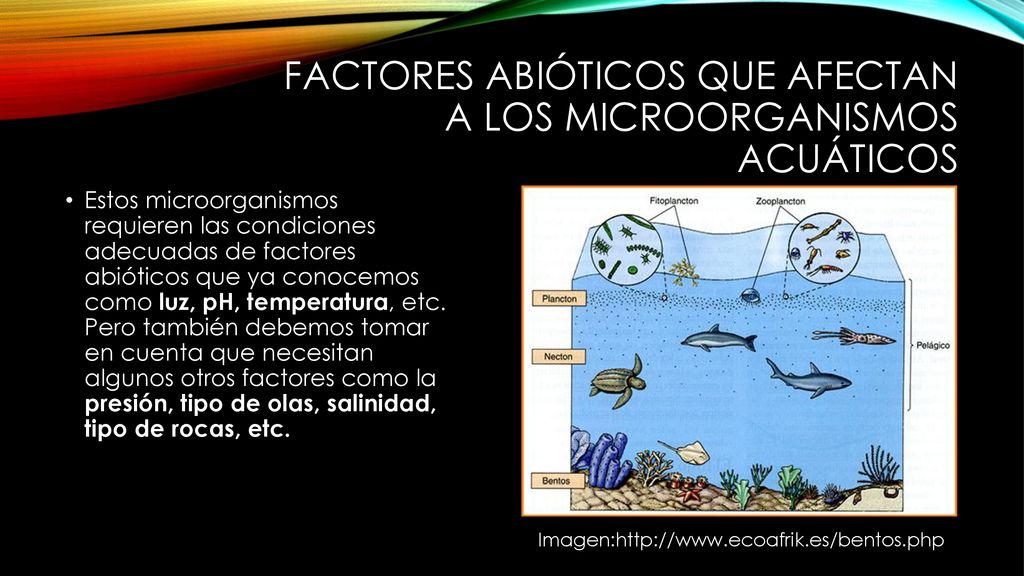Factores abióticos que afectan a los microorganismos acuáticos