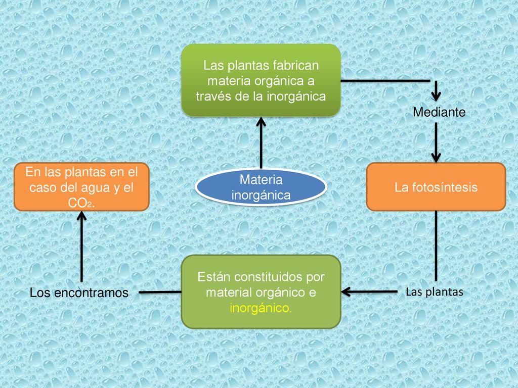 Las plantas fabrican materia orgánica a través de la inorgánica