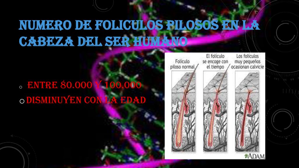 NUMERO DE FOLICULOS PILOSOS EN LA CABEZA DEL SER HUMANO
