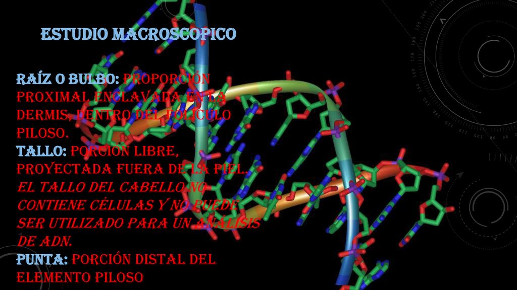 ESTUDIO MACROSCOPICO Raíz o bulbo: proporción proximal enclavada en la dermis, dentro del folículo piloso.