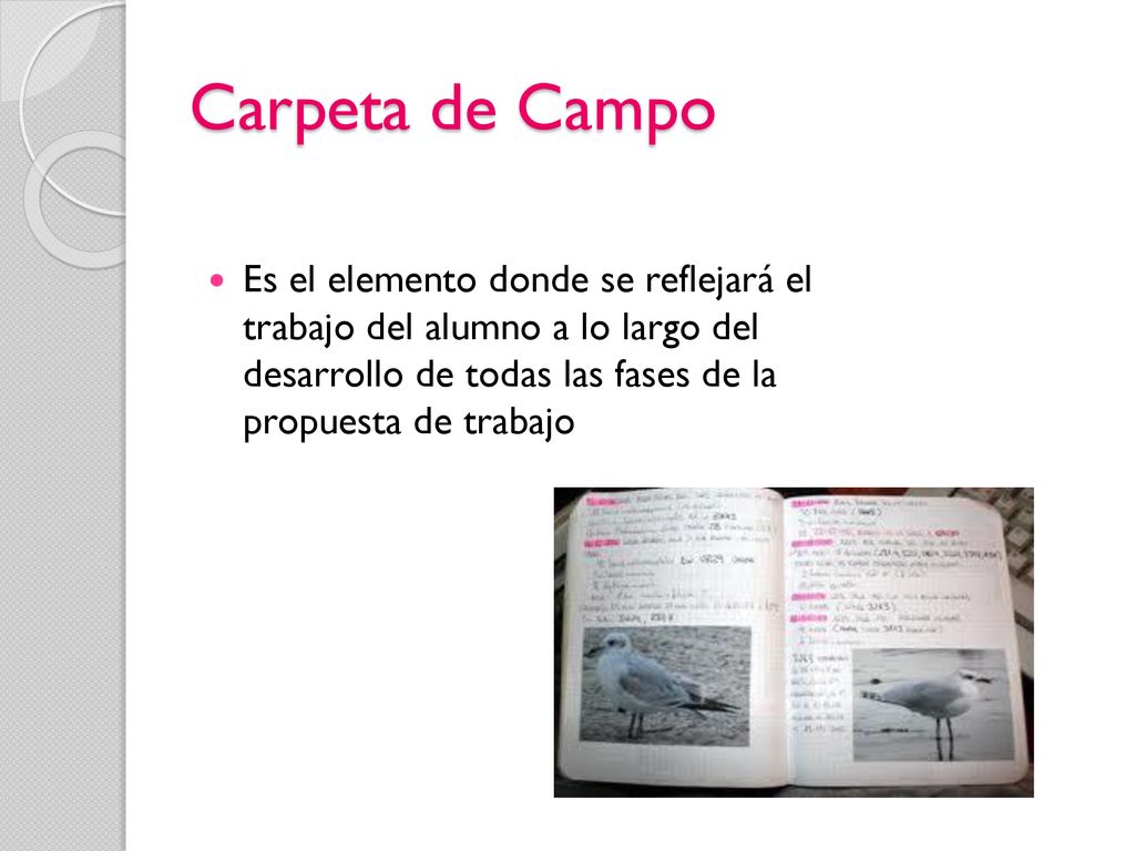 Carpeta de Campo Es el elemento donde se reflejará el trabajo del alumno a lo largo del desarrollo de todas las fases de la propuesta de trabajo.