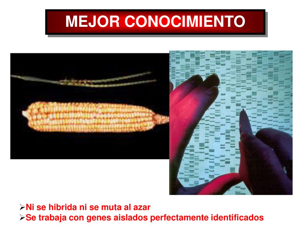 MEJOR CONOCIMIENTO Ni se hibrida ni se muta al azar