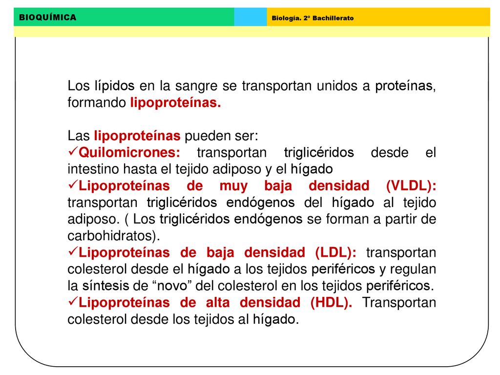 Los lípidos en la sangre se transportan unidos a proteínas, formando lipoproteínas.