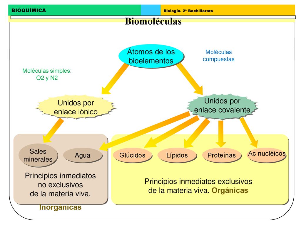 Biomoléculas Átomos de los bioelementos Unidos por enlace covalente