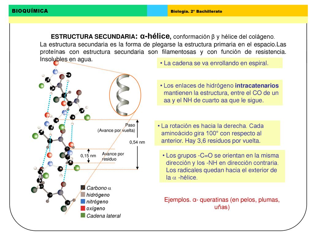 ESTRUCTURA SECUNDARIA: α-hélice, conformación β y hélice del colágeno.