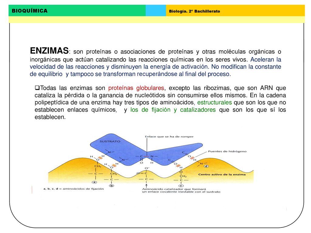 ENZIMAS: son proteínas o asociaciones de proteínas y otras moléculas orgánicas o inorgánicas que actúan catalizando las reacciones químicas en los seres vivos. Aceleran la velocidad de las reacciones y disminuyen la energía de activación. No modifican la constante de equilibrio y tampoco se transforman recuperándose al final del proceso.