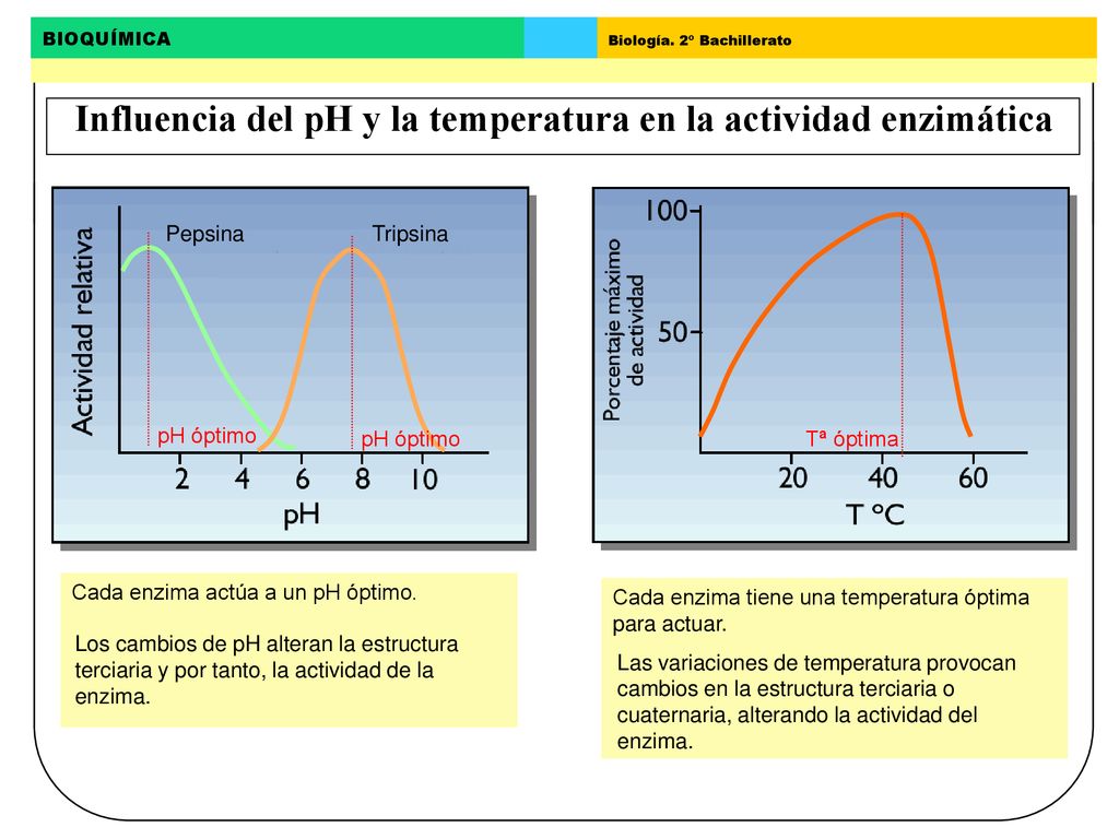 Influencia del pH y la temperatura en la actividad enzimática