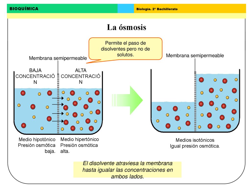 La ósmosis Permite el paso de disolventes pero no de solutos. Membrana semipermeable. Membrana semipermeable.