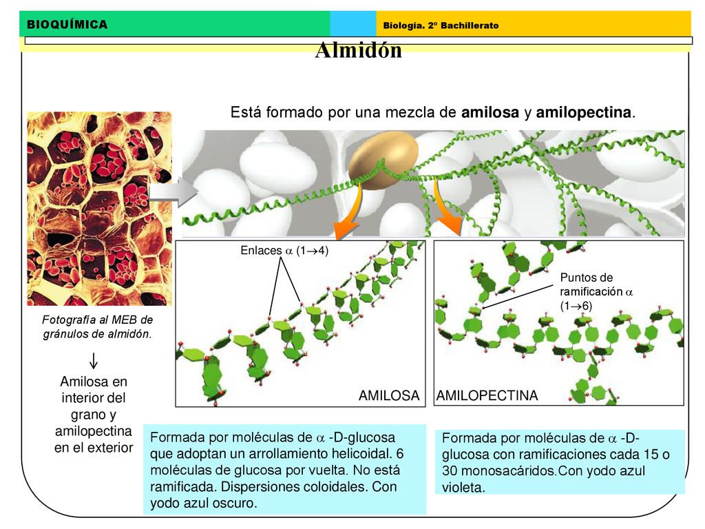 Almidón Está formado por una mezcla de amilosa y amilopectina. AMILOSA