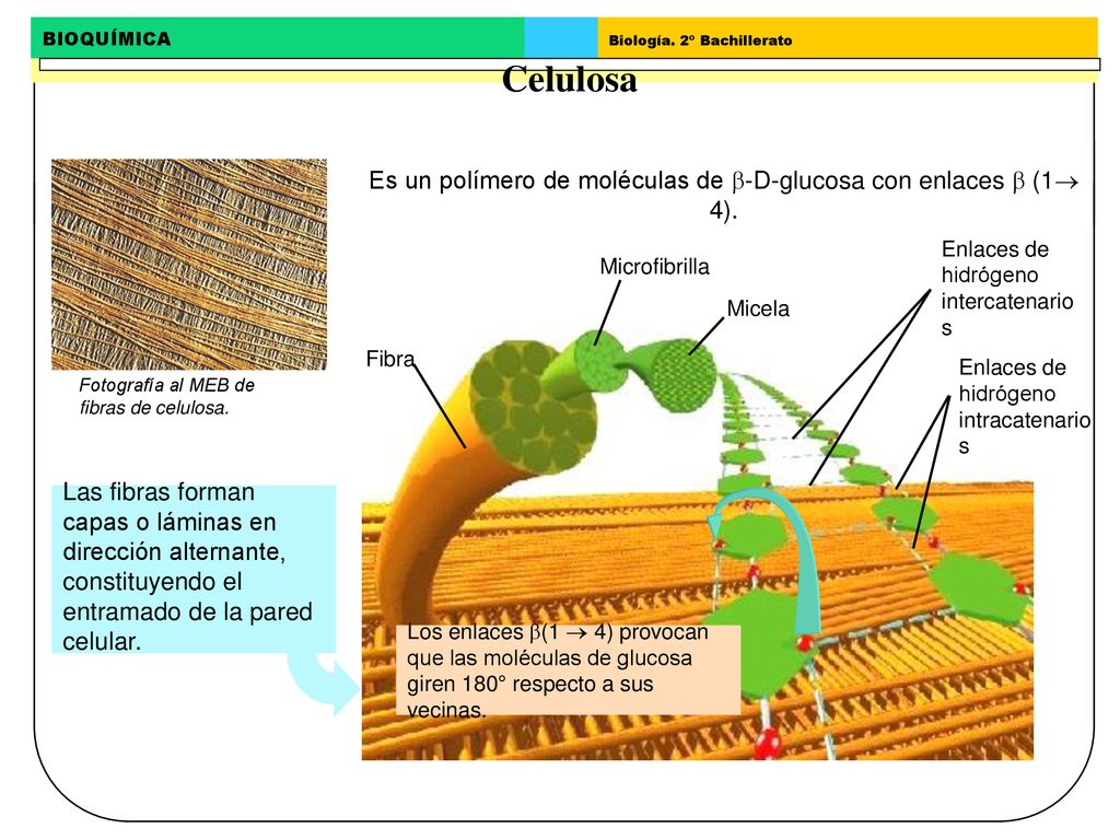 Es un polímero de moléculas de -D-glucosa con enlaces  (1 4).