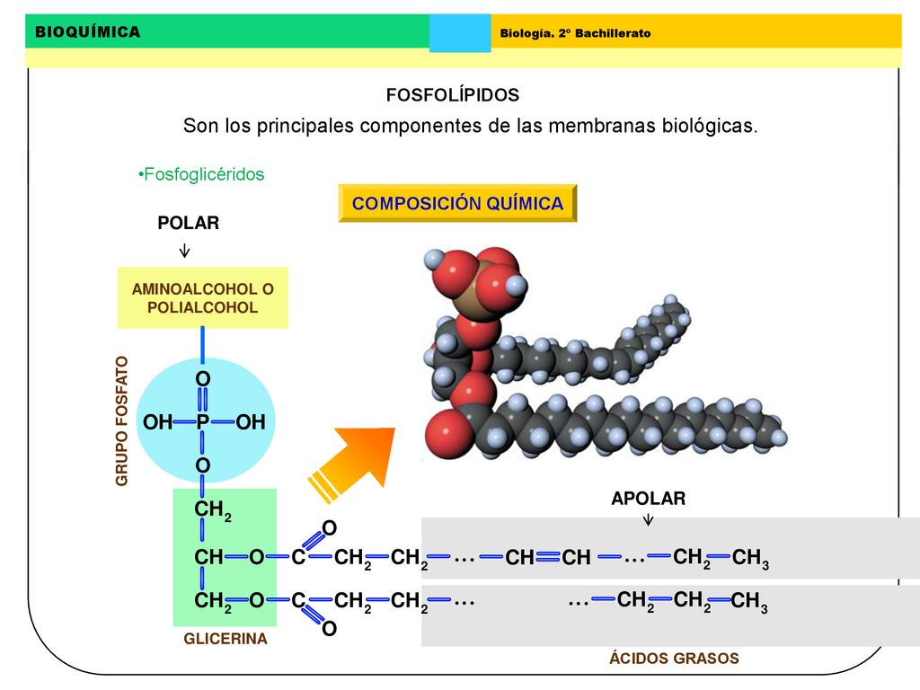 AMINOALCOHOL O POLIALCOHOL