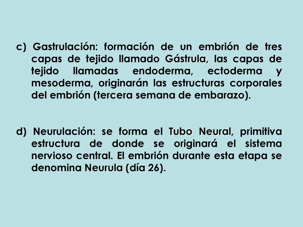 c) Gastrulación: formación de un embrión de tres capas de tejido llamado Gástrula, las capas de tejido llamadas endoderma, ectoderma y mesoderma, originarán las estructuras corporales del embrión (tercera semana de embarazo).