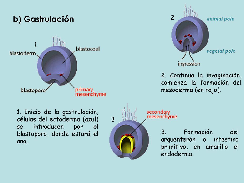 b) Gastrulación Continua la invaginación, comienza la formación del mesoderma (en rojo).