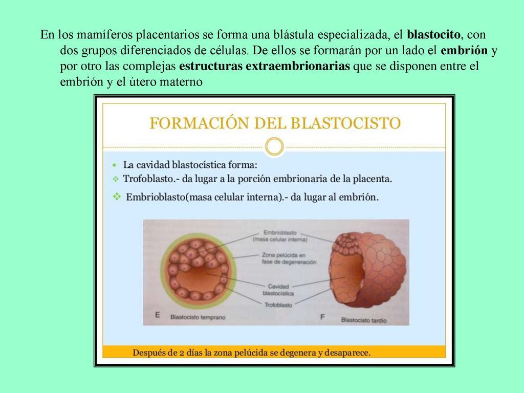 En los mamíferos placentarios se forma una blástula especializada, el blastocito, con dos grupos diferenciados de células.