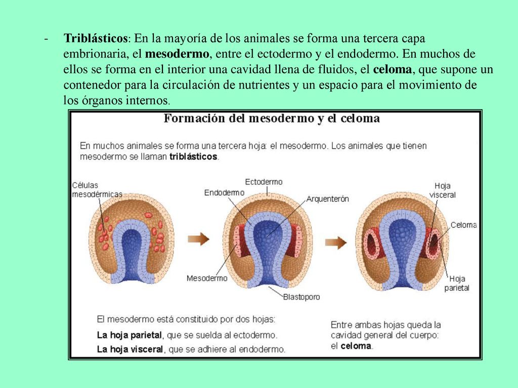 Triblásticos: En la mayoría de los animales se forma una tercera capa embrionaria, el mesodermo, entre el ectodermo y el endodermo.
