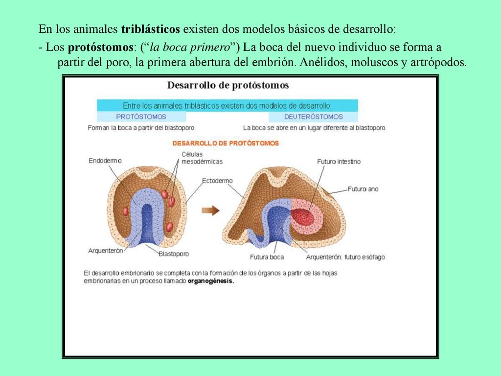 En los animales triblásticos existen dos modelos básicos de desarrollo: