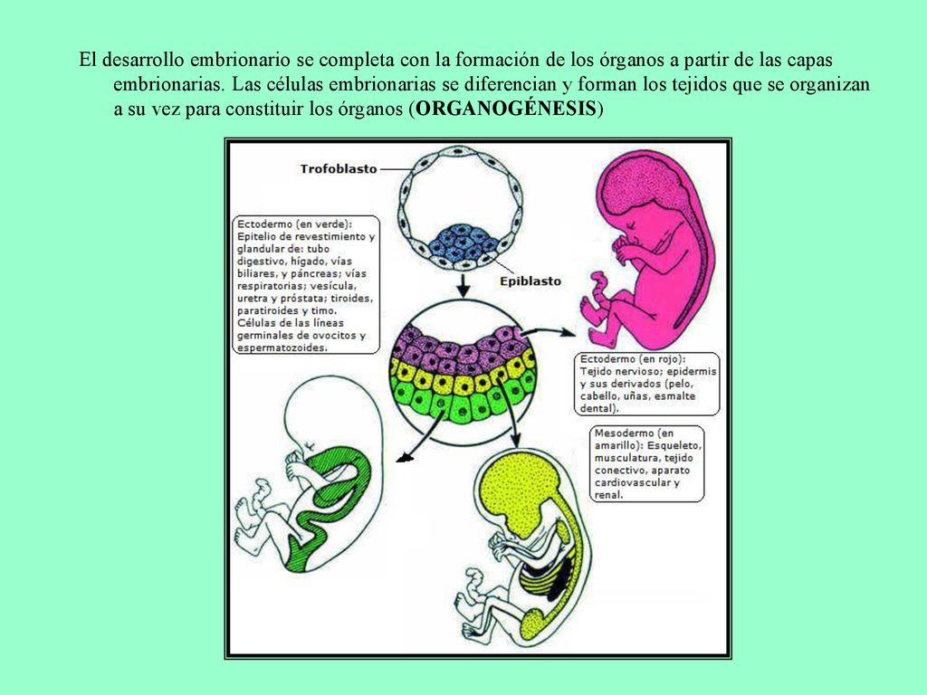 El desarrollo embrionario se completa con la formación de los órganos a partir de las capas embrionarias.