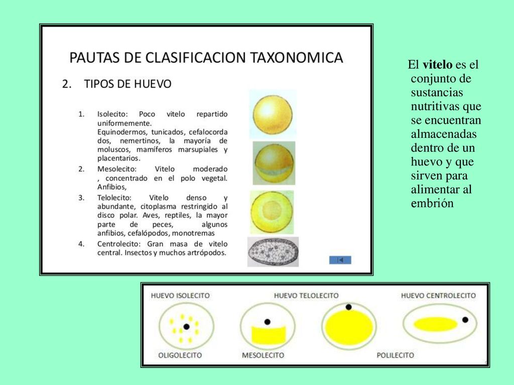 El vitelo es el conjunto de sustancias nutritivas que se encuentran almacenadas dentro de un huevo y que sirven para alimentar al embrión