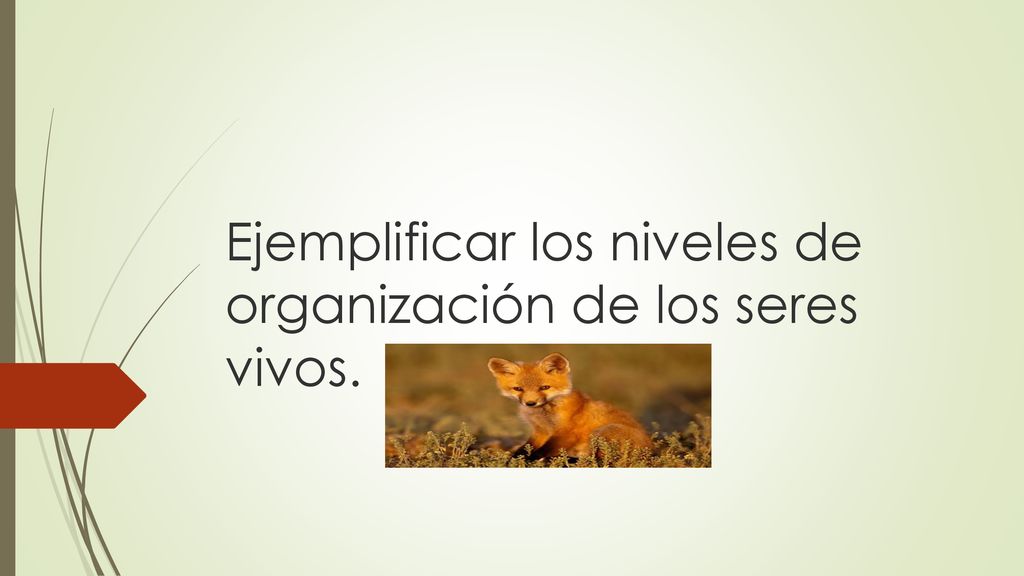 Ejemplificar los niveles de organización de los seres vivos.