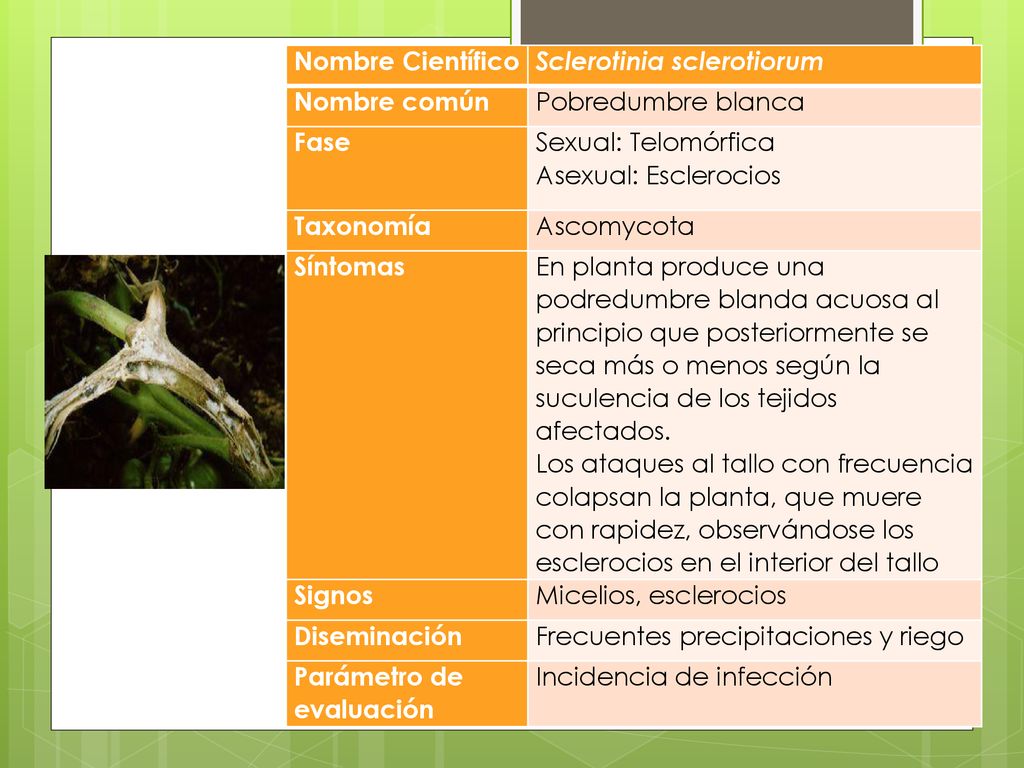 Nombre Científico Sclerotinia sclerotiorum. Nombre común. Pobredumbre blanca. Fase. Sexual: Telomórfica.