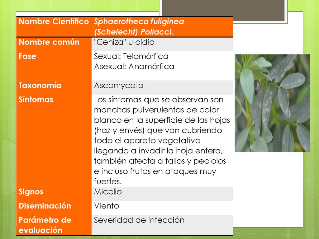 Nombre Científico Sphaerotheca fuliginea (Schelecht) Pollacci. Nombre común. Ceniza u oidio. Fase.