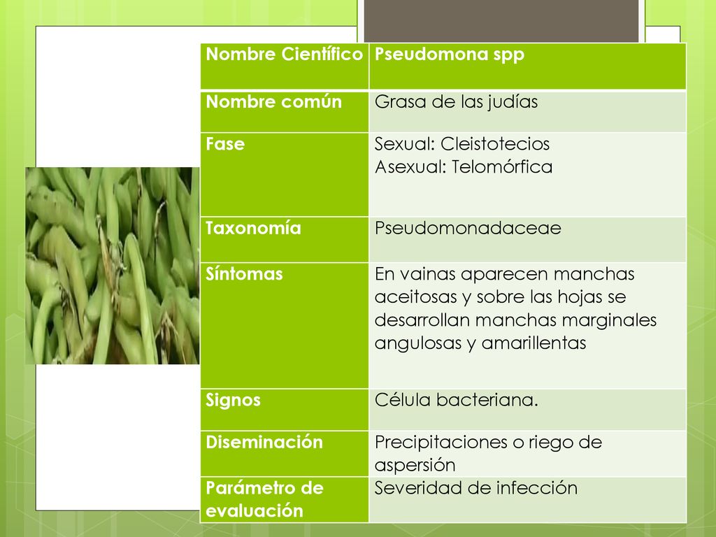 Nombre Científico Pseudomona spp. Nombre común. Grasa de las judías. Fase. Sexual: Cleistotecios.
