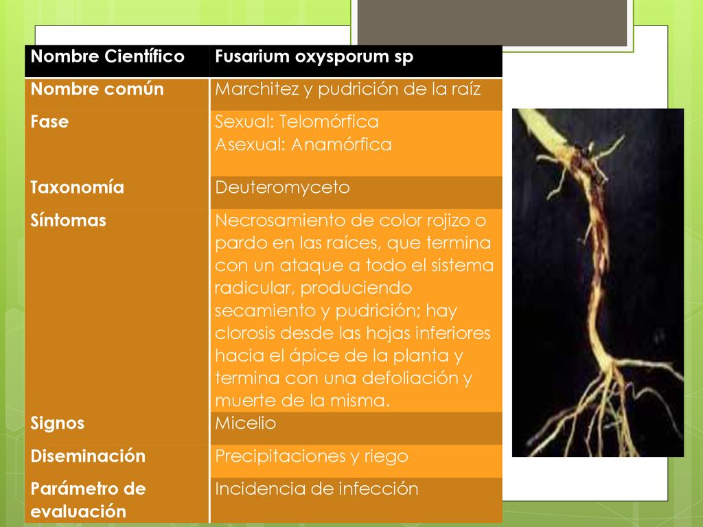 Nombre Científico Fusarium oxysporum sp. Nombre común. Marchitez y pudrición de la raíz. Fase. Sexual: Telomórfica.