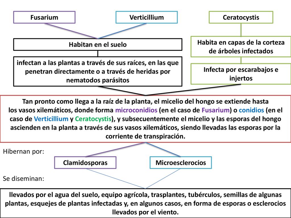 Habita en capas de la corteza de árboles infectados
