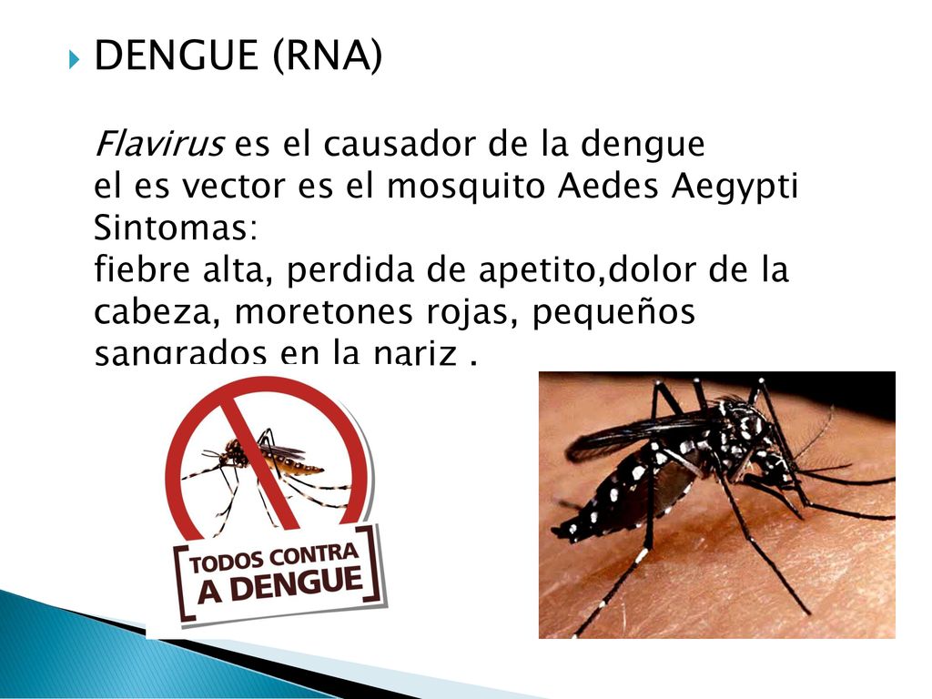 DENGUE (RNA) Flavirus es el causador de la dengue el es vector es el mosquito Aedes Aegypti Sintomas: fiebre alta, perdida de apetito,dolor de la cabeza, moretones rojas, pequeños sangrados en la nariz .
