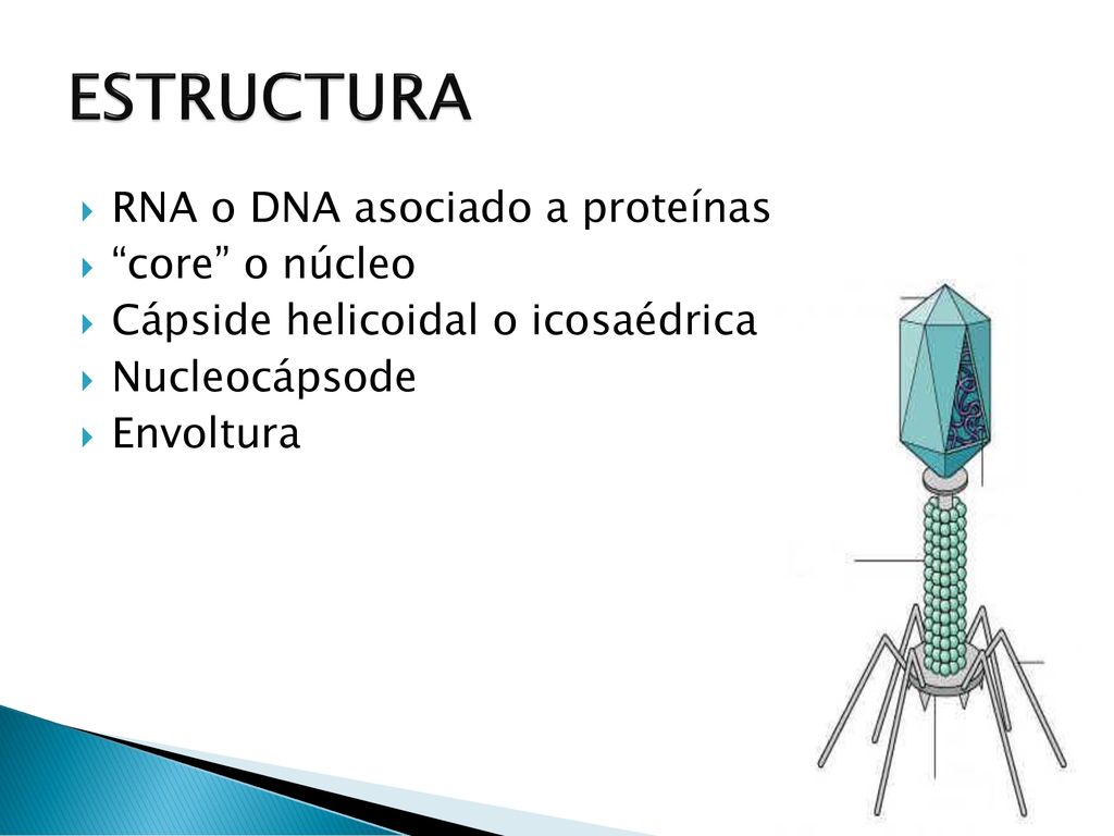 ESTRUCTURA RNA o DNA asociado a proteínas core o núcleo