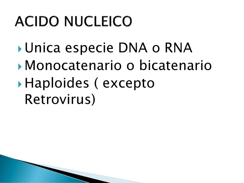 ACIDO NUCLEICO Unica especie DNA o RNA Monocatenario o bicatenario