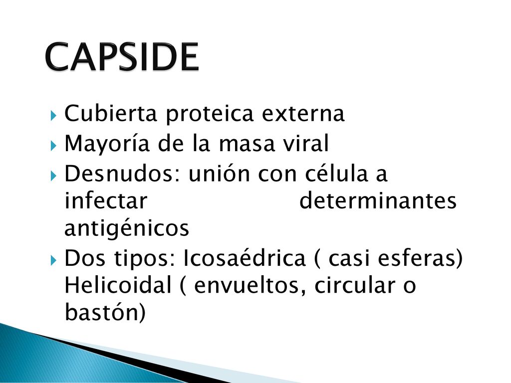 CAPSIDE Cubierta proteica externa Mayoría de la masa viral