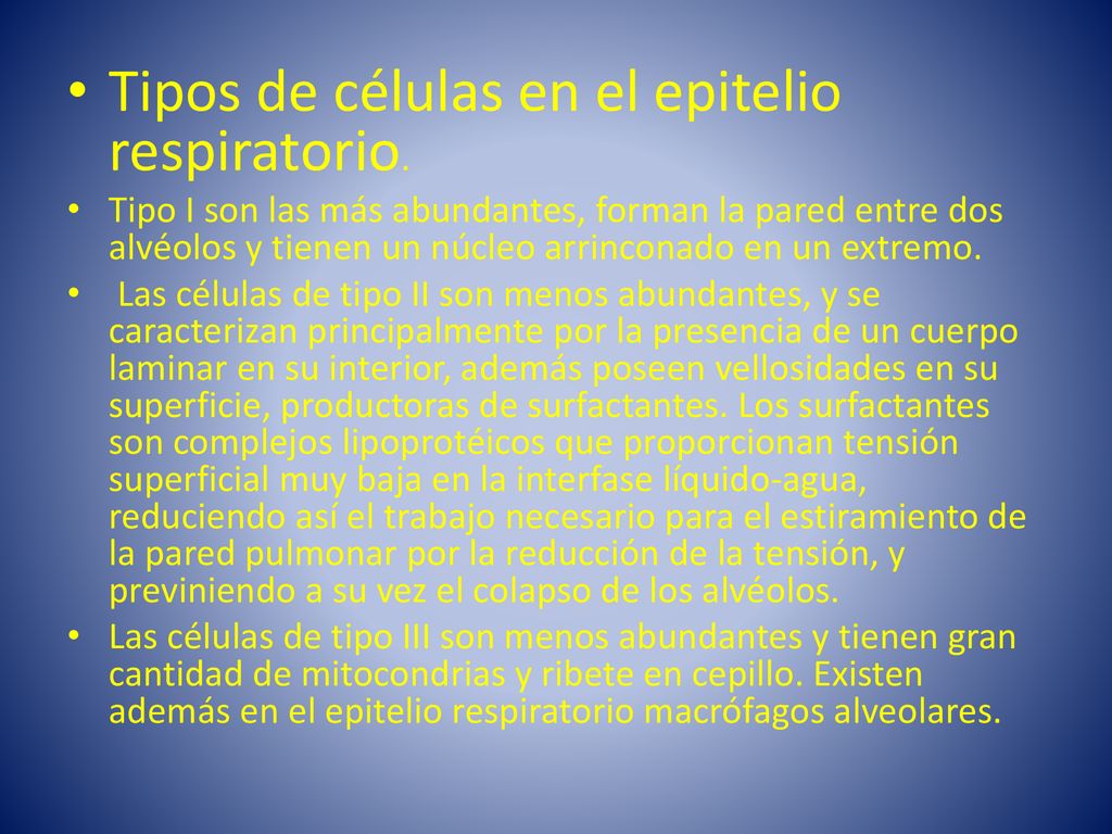 Tipos de células en el epitelio respiratorio.