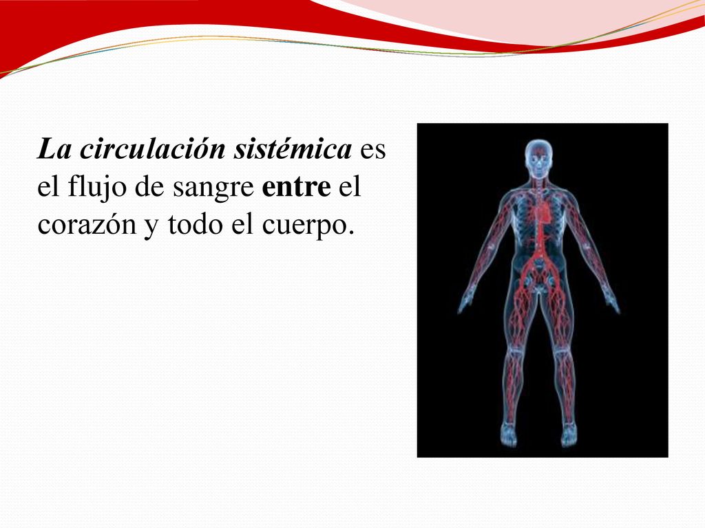 La circulación sistémica es el flujo de sangre entre el corazón y todo el cuerpo.