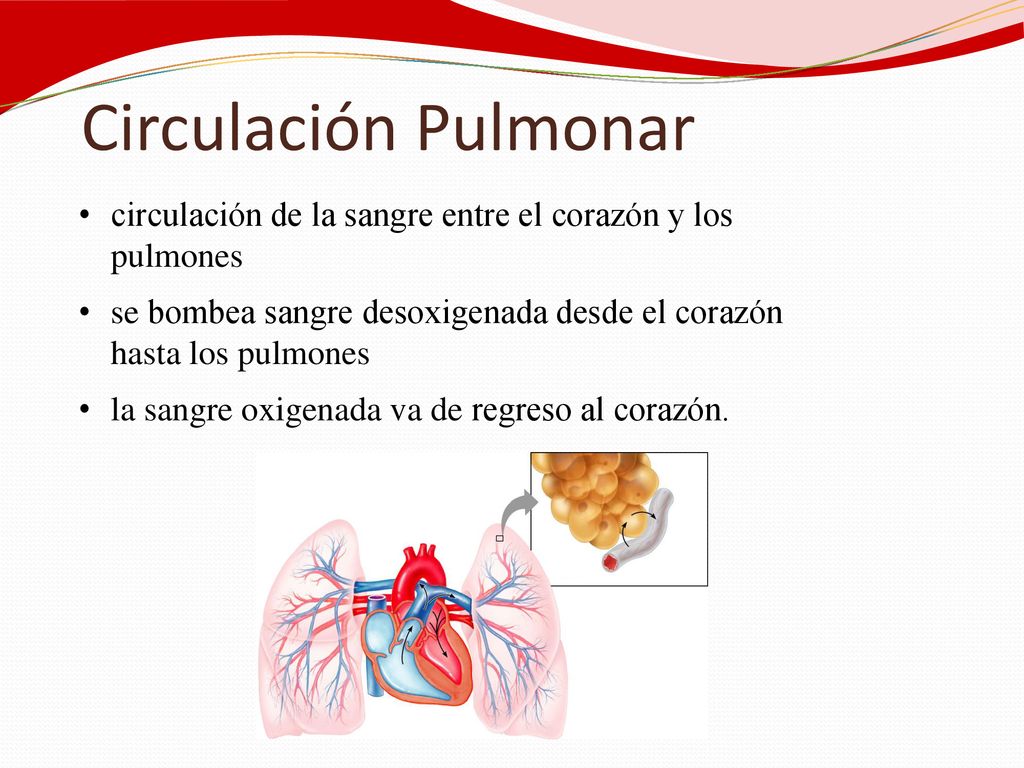 Circulación Pulmonar circulación de la sangre entre el corazón y los pulmones. se bombea sangre desoxigenada desde el corazón hasta los pulmones.