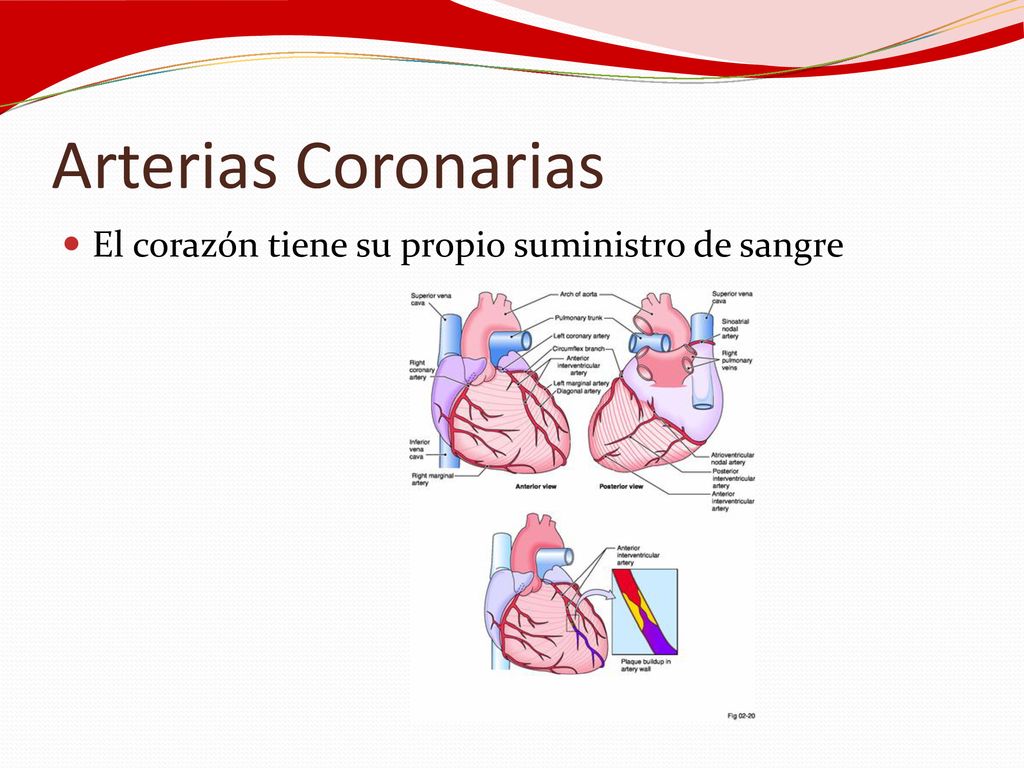 Arterias Coronarias El corazón tiene su propio suministro de sangre