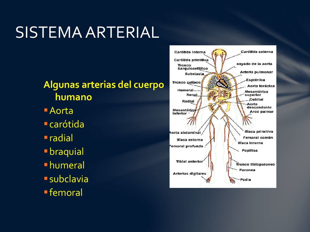 SISTEMA ARTERIAL Algunas arterias del cuerpo humano Aorta carótida