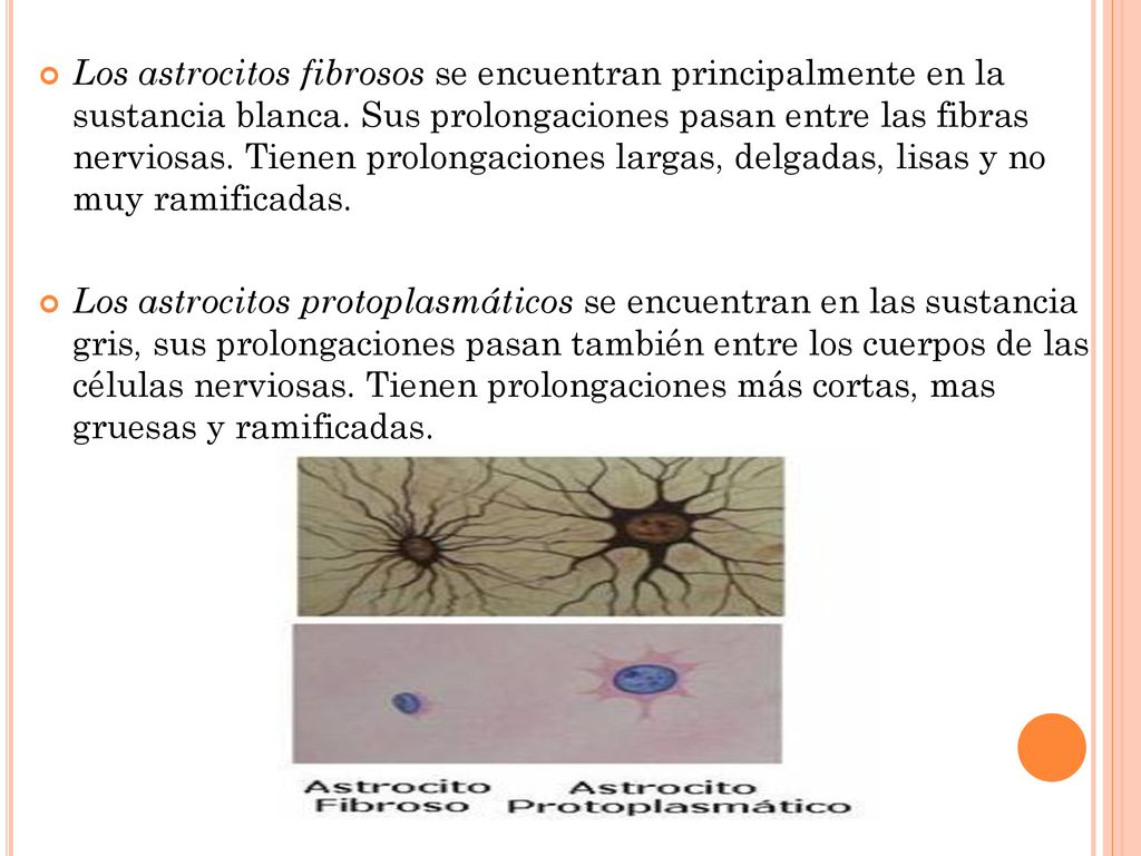 Los astrocitos fibrosos se encuentran principalmente en la sustancia blanca. Sus prolongaciones pasan entre las fibras nerviosas. Tienen prolongaciones largas, delgadas, lisas y no muy ramificadas.