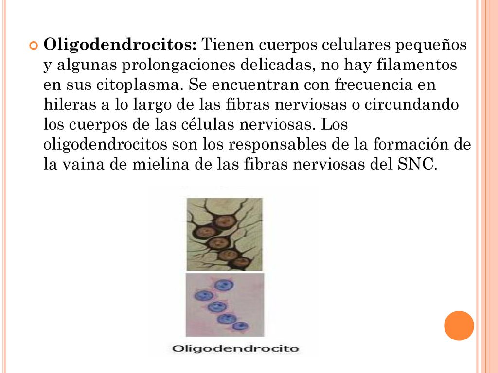 Oligodendrocitos: Tienen cuerpos celulares pequeños y algunas prolongaciones delicadas, no hay filamentos en sus citoplasma.
