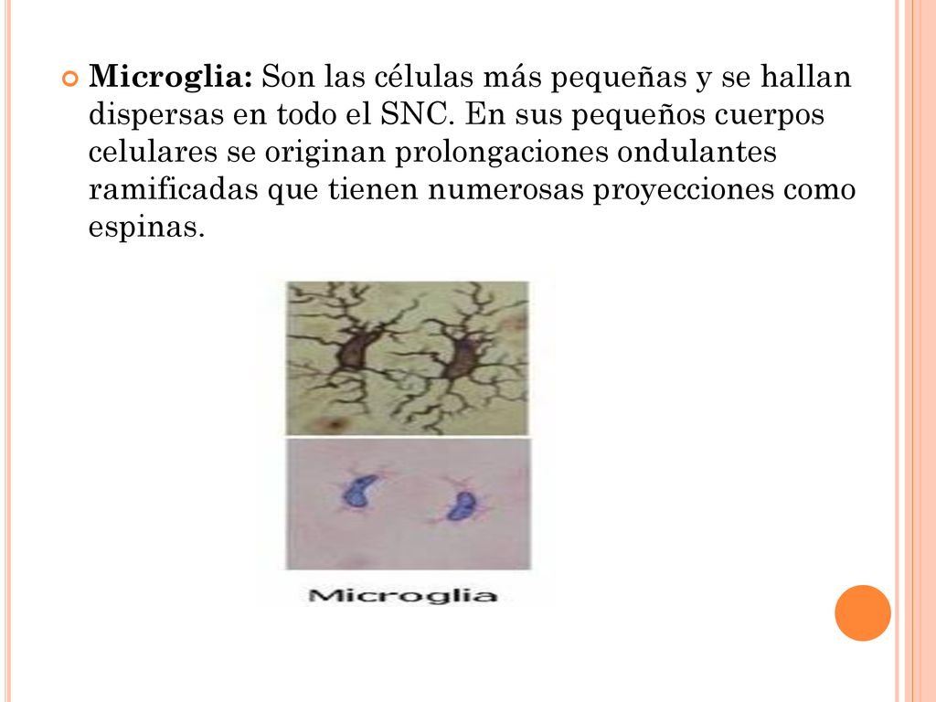 Microglia: Son las células más pequeñas y se hallan dispersas en todo el SNC.