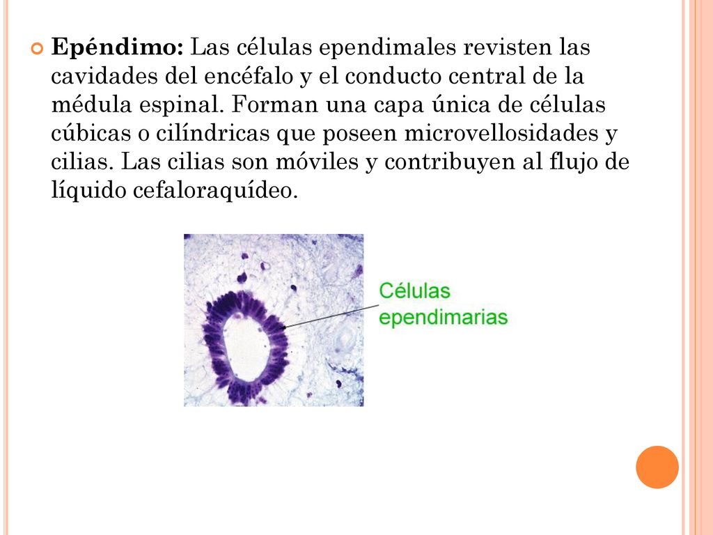 Epéndimo: Las células ependimales revisten las cavidades del encéfalo y el conducto central de la médula espinal.
