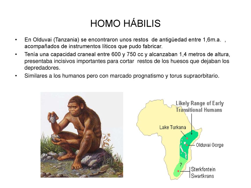 HOMO HÁBILIS En Olduvai (Tanzania) se encontraron unos restos de antigüedad entre 1,6m.a. , acompañados de instrumentos líticos que pudo fabricar.