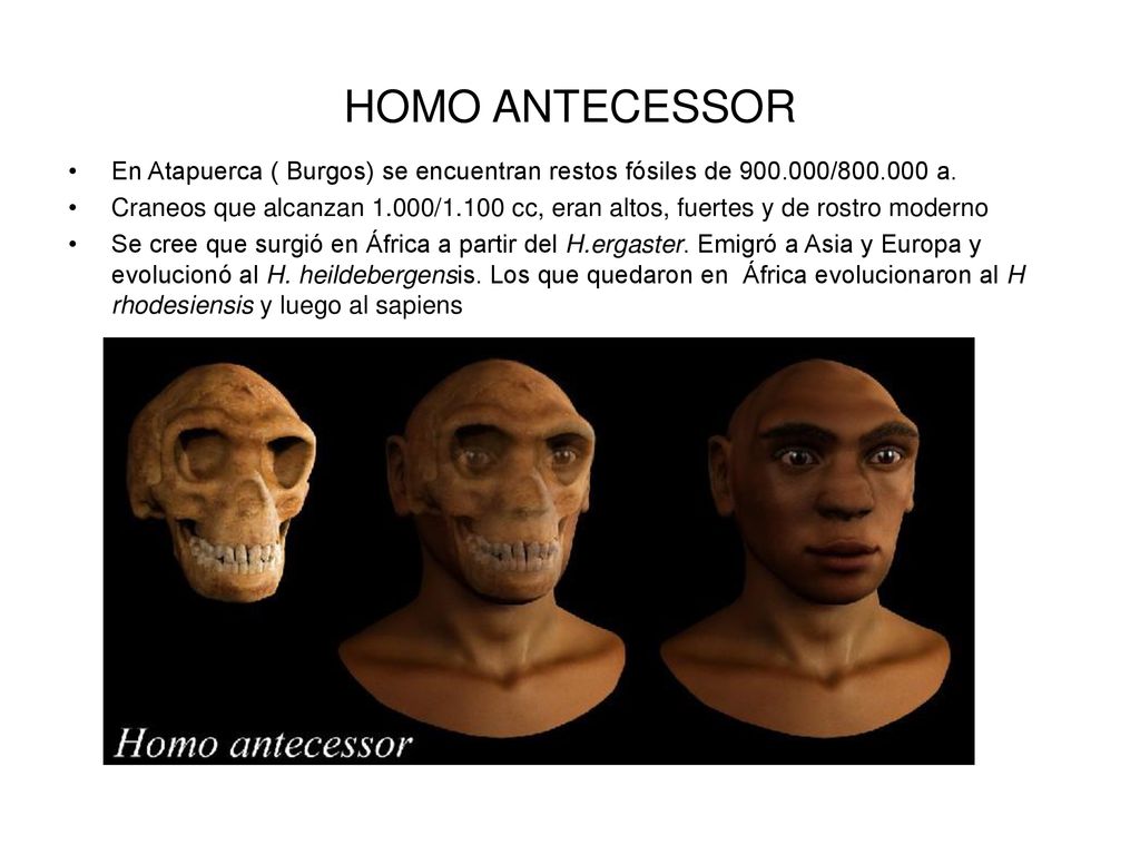 HOMO ANTECESSOR En Atapuerca ( Burgos) se encuentran restos fósiles de / a.