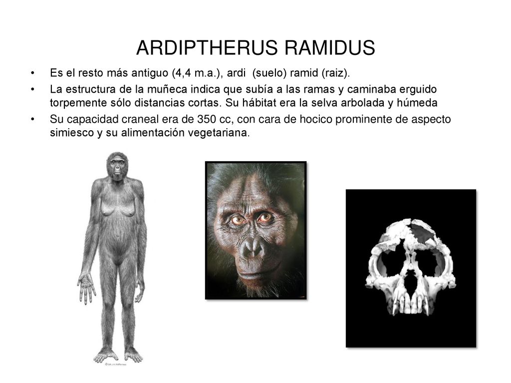 ARDIPTHERUS RAMIDUS Es el resto más antiguo (4,4 m.a.), ardi (suelo) ramid (raiz).